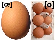 oeuf-oeufs.jpg